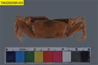 藏品(萬歲大眼蟹)的圖片